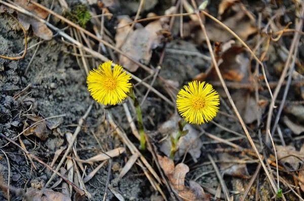 Yellow and pretty flowers of Coltsfoot (Tussilago farfara) — Stock Photo, Image