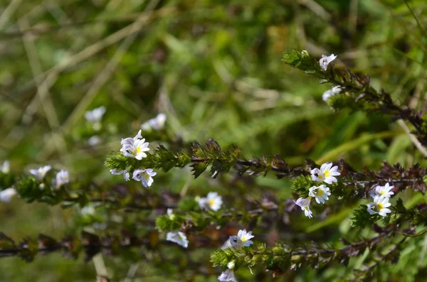Закрыть лесной цветок Эйбрайта — стоковое фото