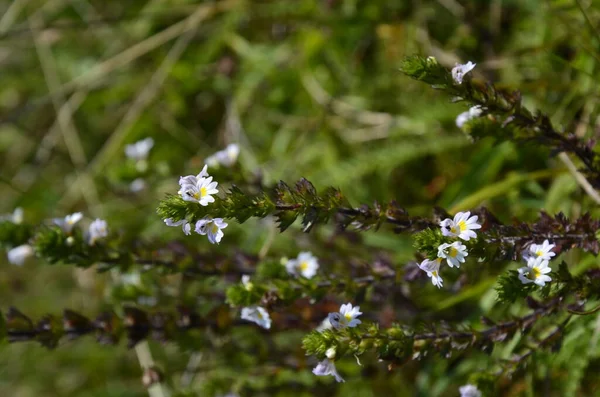 Close up of Eyebright wildflower — Stock Photo, Image