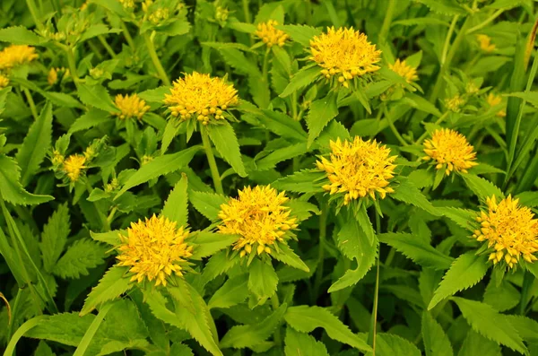 Yaprak ve çiçek Dokusu Rhodiola rosea.