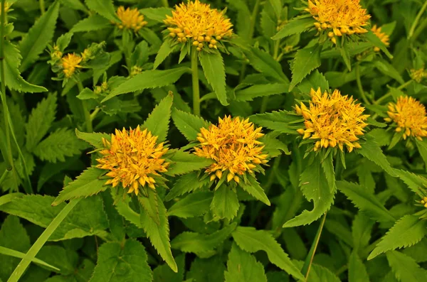 La textura de las hojas y flores Rhodiola rosea . —  Fotos de Stock