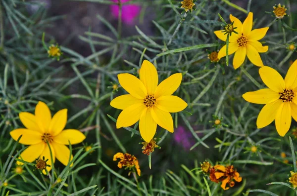 Sementes de caroço whorled em plena floração em junho — Fotografia de Stock