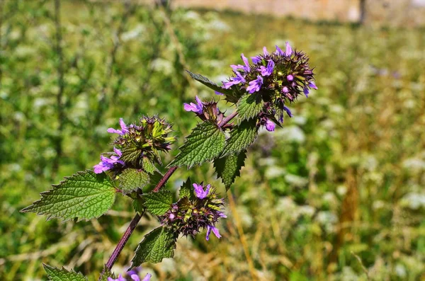 Blossoms of Ballota nigra, the black horehound. — Stock Photo, Image