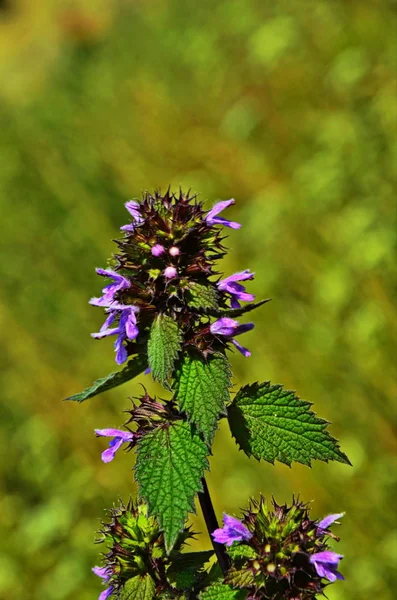 BLOSSOMS Ballota nigra, czarny horehound. — Zdjęcie stockowe