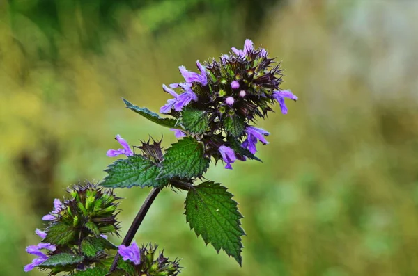 Ballota nigra, siyah horehound çiçekleri.