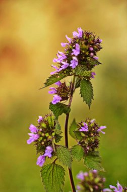 Ballota nigra, siyah horehound çiçekleri.
