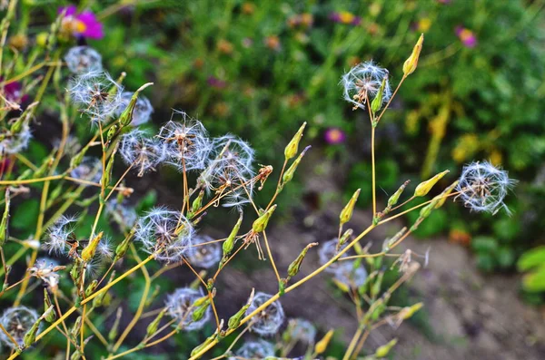 Пернатый папус и раздутые цветы арвензы Цирция, также называемые ползучий чертополох — стоковое фото