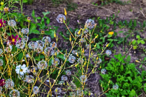 Pappus de penas e flores exageradas de Cirsium arvense também chamado cardo rastejante — Fotografia de Stock