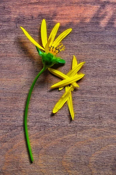 La composition est faite de fleurs sylphiques . — Photo