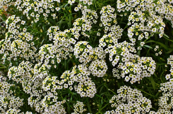 White alyssum: fragrant flower garden — Stock Photo, Image