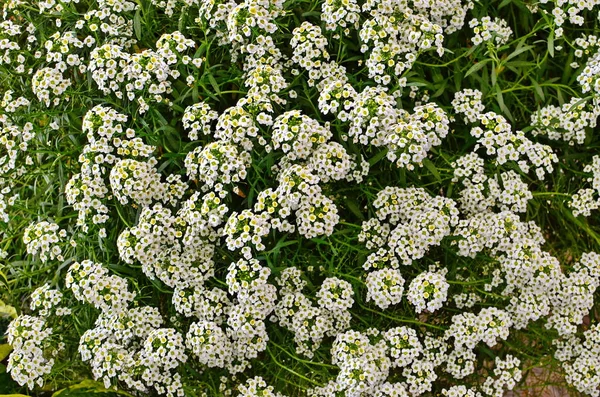 Alyssum blanco: fragante jardín de flores —  Fotos de Stock