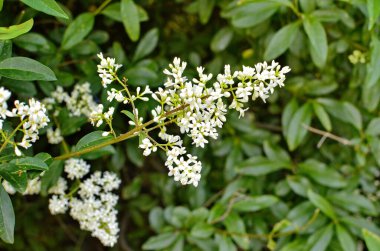 Ligustrum vulgare, kelebekli Privet