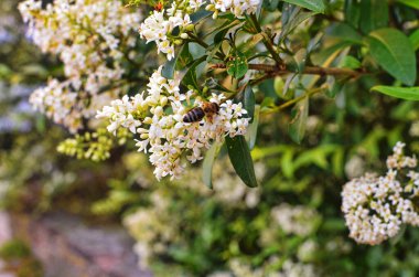 Ligustrum vulgare, kelebekli Privet