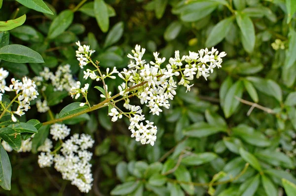 Ligustrum vulgare, Privet commun aux papillons — Photo