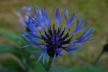 blooming mountain cornflower, Centaurea montana,