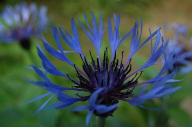 blooming mountain cornflower, Centaurea montana,