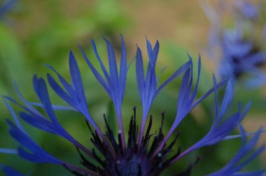 blooming mountain cornflower, Centaurea montana,