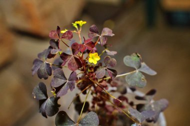 Situ Oxalis 'deki Wood Sorrel