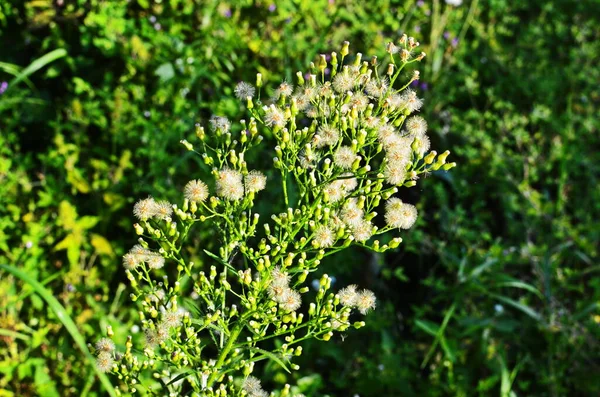 Kanadai lódarázs (Conyza canadensis)) — Stock Fotó