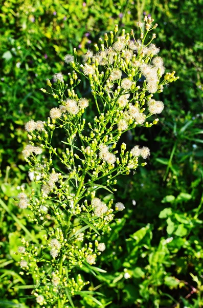 Canadian Horseweed (Conyza canadensis) — 스톡 사진
