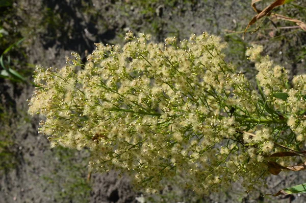 Canadian Horseweed (Conyza canadensis) — Stock Photo, Image