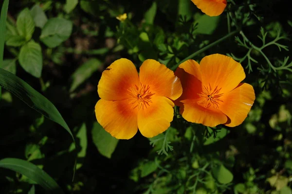 California poppy (Eschscholzia californica) — Stock Photo, Image