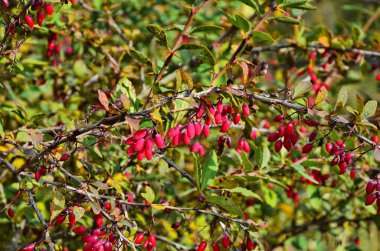 Böğürtlen çalısı - bir dalda kırmızı çilek.