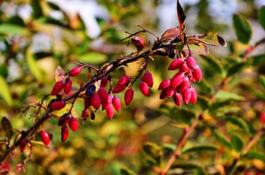 Böğürtlen çalısı - bir dalda kırmızı çilek.