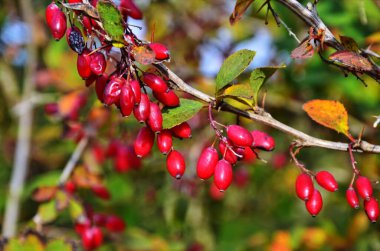 Böğürtlen çalısı - bir dalda kırmızı çilek.