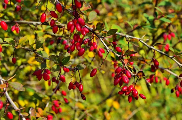 Barberry bush - red berries on a branch. — Stock Photo, Image