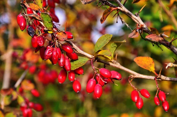 Barberry bush - red berries on a branch. — Stock Photo, Image