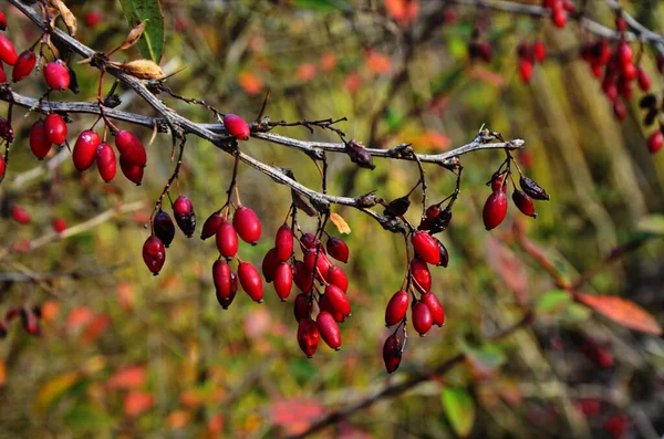 Berberitzenbusch - rote Beeren auf einem Zweig. — Stockfoto