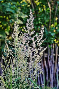 Ormandaki çim (Calamagrostis arundinacea)