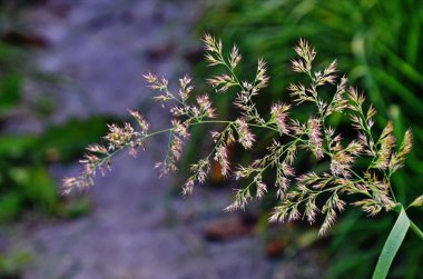 Ormandaki çim (Calamagrostis arundinacea)