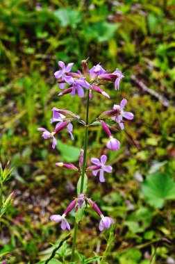 yaz bahçesinde beyaz sabunotu çiçekleri.