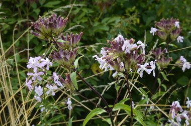 yaz bahçesinde beyaz sabunotu çiçekleri.