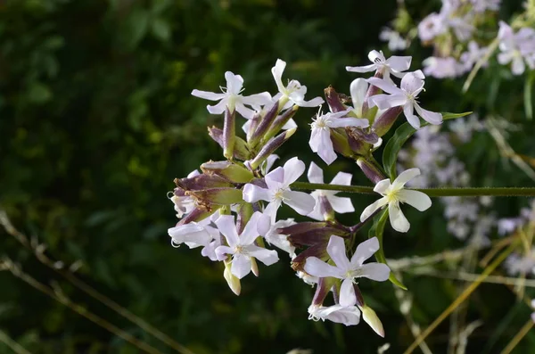 Saponetta fiori bianchi nel giardino estivo . — Foto Stock