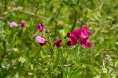 Lathyrus sylvestris, düz bezelye, çayırda dar bırakılan sonsuz bezelye pembe çiçekler
