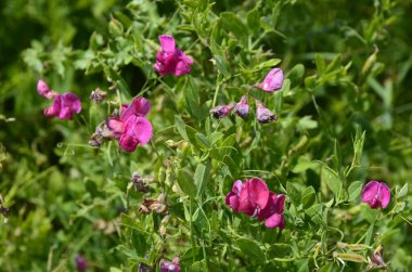 Lathyrus sylvestris, düz bezelye, çayırda dar bırakılan sonsuz bezelye pembe çiçekler