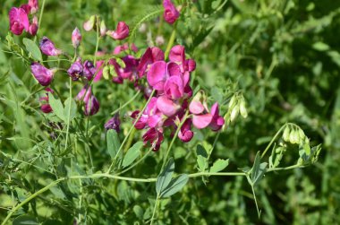 Lathyrus sylvestris, düz bezelye, çayırda dar bırakılan sonsuz bezelye pembe çiçekler