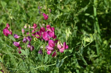 Lathyrus sylvestris, düz bezelye, çayırda dar bırakılan sonsuz bezelye pembe çiçekler