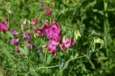 Lathyrus sylvestris, düz bezelye, çayırda dar bırakılan sonsuz bezelye pembe çiçekler