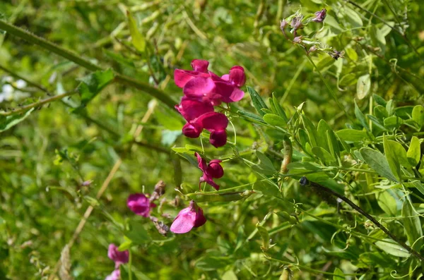 Lathyrus sylvestris, pisello piatto, fiori rosa pisello eterno a foglia stretta nel prato — Foto Stock