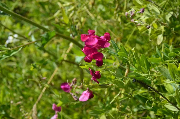 Lathyrus sylvestris, düz bezelye, çayırda dar bırakılan sonsuz bezelye pembe çiçekler — Stok fotoğraf