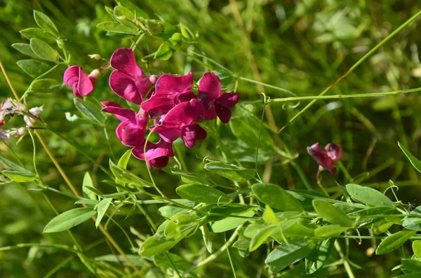 Lathyrus sylvestris, flat pea, narrow-leaved everlasting-pea pink flowers in meadow — Stock Photo, Image