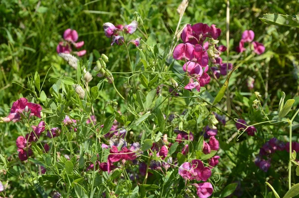 Lathyrus sylvestris, ervilha plana, flores rosa-de-ervilha-de-folhas-estreitas eternas no prado — Fotografia de Stock
