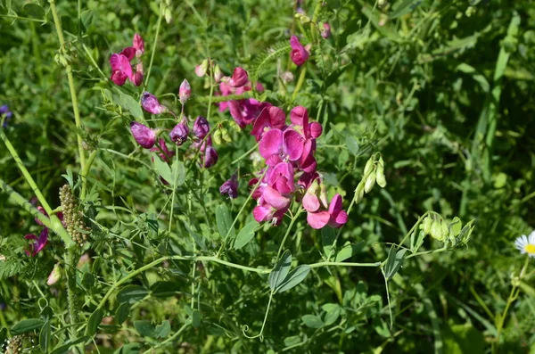 Lathyrus sylvestris, pois plat, fleurs rose-pois à feuilles étroites et éternelles dans la prairie — Photo