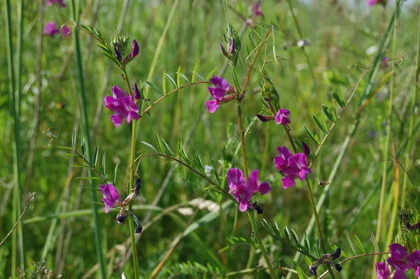 Lathyrus sylvestris, groszek płaski, wiecznie liściaste-groszek różowe kwiaty na łące — Zdjęcie stockowe