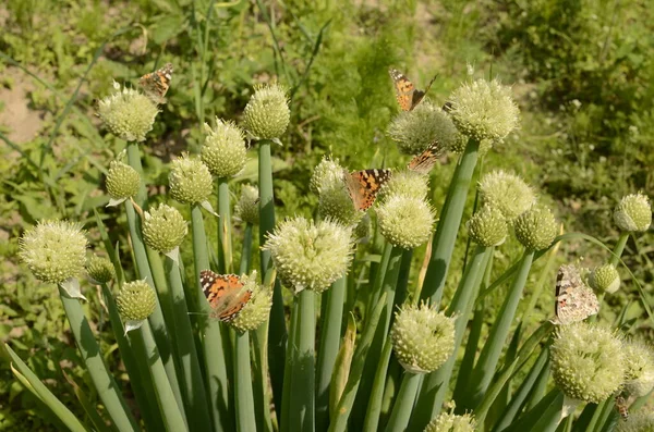 Flor de cebola, uma cebola galesa à luz do sol — Fotografia de Stock