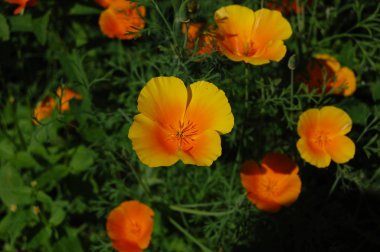 Kaliforniya gelinciği (Escholzia calizina)